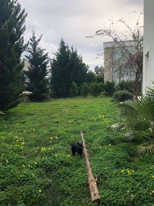 Torba Residence Dış mekan fotoğraf